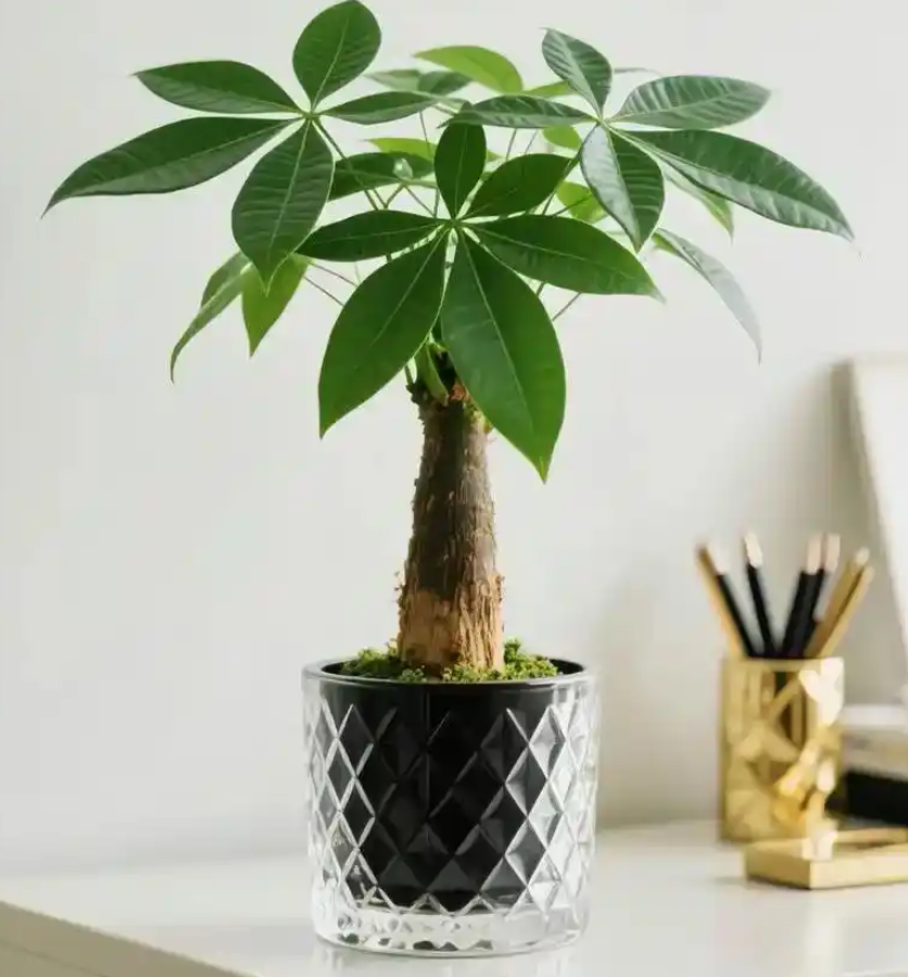 養天堂鳥別亂換盆！多大的花盆才剛剛好？(圖1)
